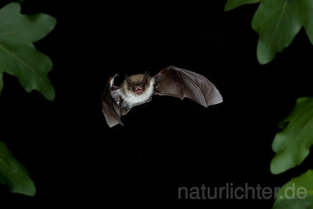 R4553 Kleine Bartfledermaus im Flug, Whiskered Bat flying - Christoph Robiller