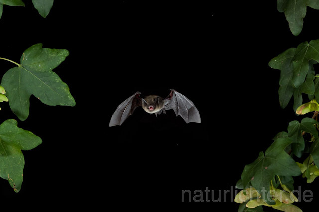 R4557 Kleine Bartfledermaus im Flug, Whiskered Bat flying - Christoph Robiller