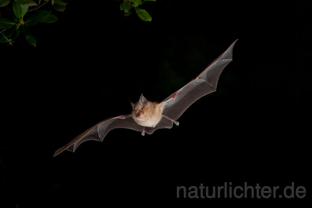 R4939 Große Hufeisennase im Flug, Greater Horseshoe Bat flying - Christoph Robiller