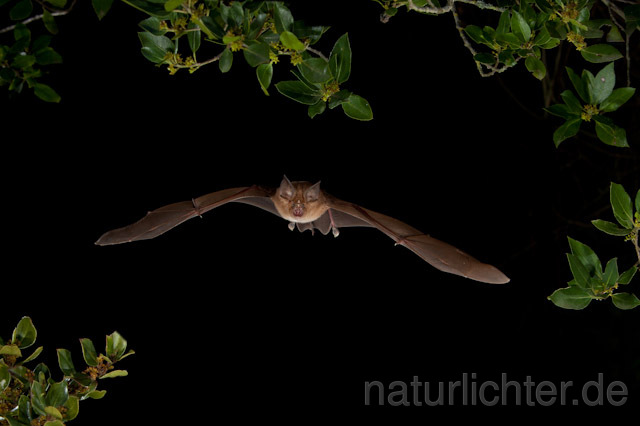 R4942 Große Hufeisennase im Flug, Greater Horseshoe Bat flying - Christoph Robiller