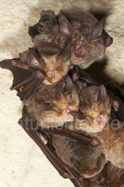 R4943 Große Hufeisennase, Meheley-Hufeisennase und Langflügelfledermaus, Greater Horseshoe Bat and Mehely's Horseshoe Bat - Christoph Robiller
