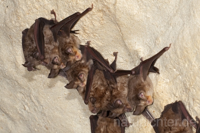 R4947 Große Hufeisennase, Langflügelfledermaus und Meheley-Hufeisennase, Greater Horseshoe Bat and Mehely's Horseshoe Bat - Christoph Robiller