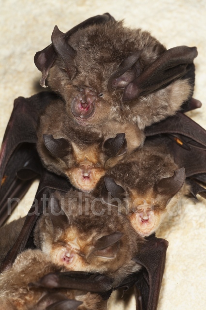 R4949 Große Hufeisennase und Meheley-Hufeisennase, Mehely-Hufeisennase, Greater Horseshoe Bat and Mehely's horseshoe bat - Christoph Robiller