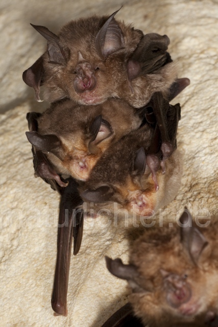 R4954 Große Hufeisennase und Meheley-Hufeisennase, Mehely-Hufeisennase, Greater Horseshoe Bat and Mehely's horseshoe bat - Christoph Robiller