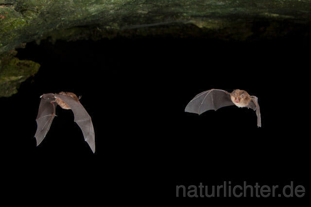 R4966 Kleine Hufeisennase im Flug, Lesser Horseshoe Bat flying - Christoph Robiller