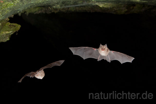 R4967 Kleine Hufeisennase im Flug, Lesser Horseshoe Bat flying - Christoph Robiller