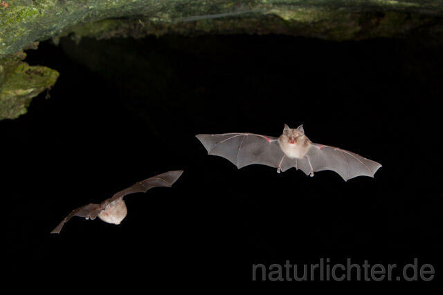 R4967 Kleine Hufeisennase im Flug, Lesser Horseshoe Bat flying - Christoph Robiller
