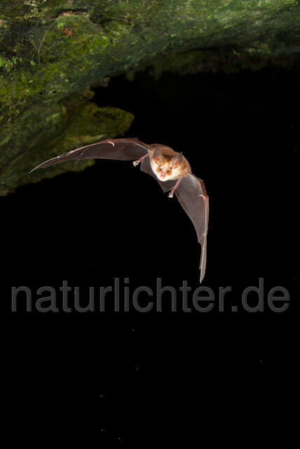 R4989 Meheley-Hufeisennase im Flug, Mehely-Hufeisennase, Mehely's horseshoe bat flying - Christoph Robiller