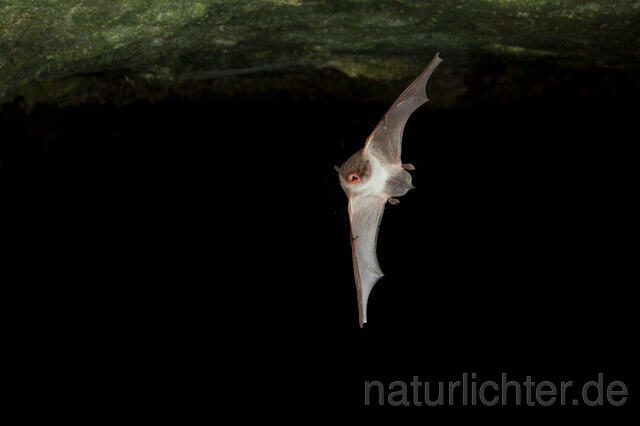 R4991 Langfußfledermaus im Flug, Long-fingered Bat Bat flying - Christoph Robiller