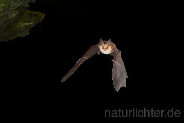 R4992 Meheley-Hufeisennase im Flug, Mehely-Hufeisennase, Mehely's horseshoe bat flying - Christoph Robiller