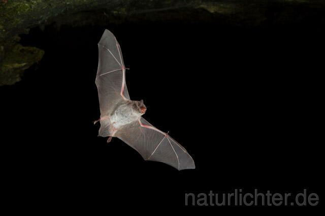 R4993 Langfußfledermaus im Flug, Long-fingered Bat Bat flying - Christoph Robiller
