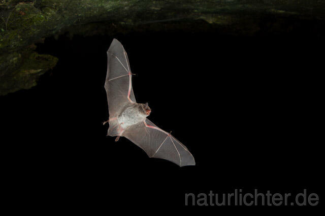 R4994 Langfußfledermaus im Flug, Long-fingered Bat Bat flying - Christoph Robiller