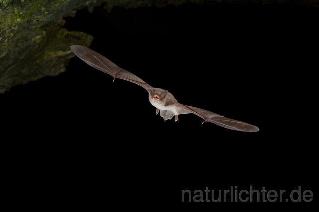 R4995 Langfußfledermaus im Flug, Long-fingered Bat Bat flying - Christoph Robiller