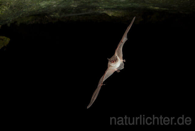R4996 Langfußfledermaus im Flug, Long-fingered Bat Bat flying - Christoph Robiller