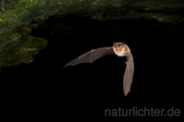 R4997 Meheley-Hufeisennase im Flug, Mehely-Hufeisennase, Mehely's horseshoe bat flying - Christoph Robiller