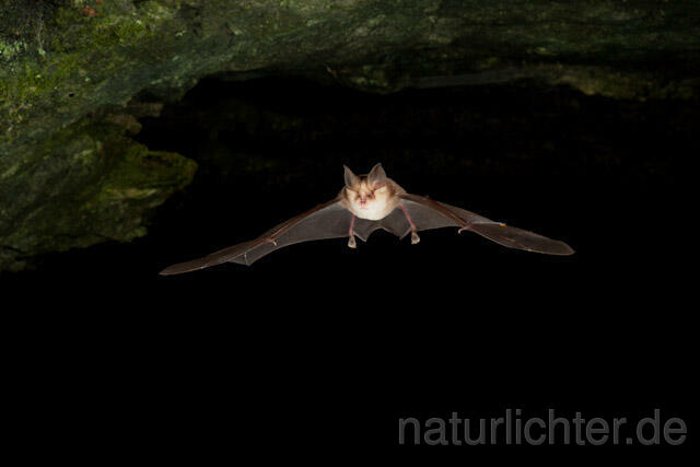 R4999 Meheley-Hufeisennase im Flug, Mehely-Hufeisennase, Mehely's horseshoe bat flying - Christoph Robiller