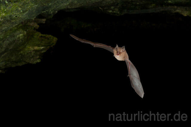 R5000 Kleine Hufeisennase im Flug, Lesser Horseshoe Bat flying - Christoph Robiller