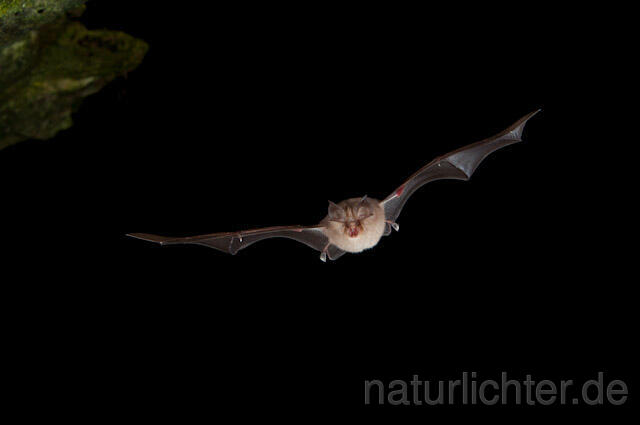 R5004 Kleine Hufeisennase im Flug, Lesser Horseshoe Bat flying - Christoph Robiller