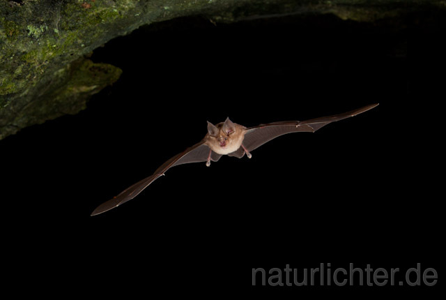 R5006 Große Hufeisennase im Flug, Greater Horseshoe Bat flying - Christoph Robiller