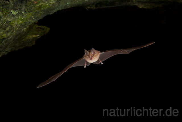 R5006 Große Hufeisennase im Flug, Greater Horseshoe Bat flying - Christoph Robiller