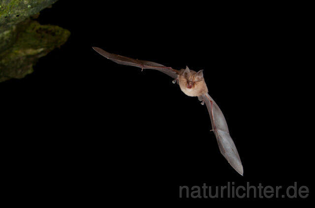 R5008 Kleine Hufeisennase im Flug, Lesser Horseshoe Bat flying - Christoph Robiller