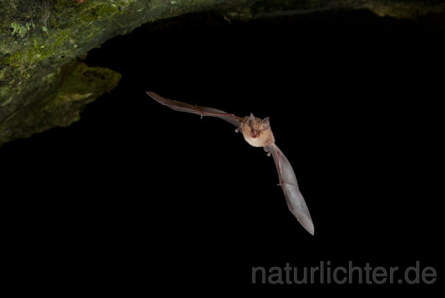 R5009 Kleine Hufeisennase im Flug, Lesser Horseshoe Bat flying - Christoph Robiller