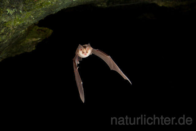 R5012 Meheley-Hufeisennase im Flug, Mehely-Hufeisennase, Mehely's horseshoe bat flying - Christoph Robiller