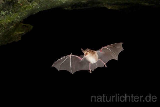 R5014 Meheley-Hufeisennase im Flug, Mehely-Hufeisennase, Mehely's horseshoe bat flying - Christoph Robiller