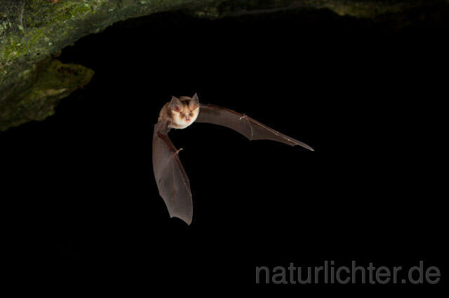 R5016 Meheley-Hufeisennase im Flug, Mehely-Hufeisennase, Mehely's horseshoe bat flying - Christoph Robiller