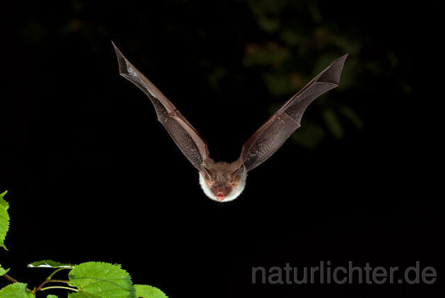 R5665 Bechsteinfledermaus im Flug, Bechstein's Bat flying - Christoph Robiller