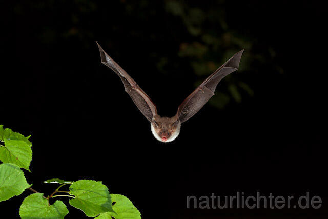R5666 Bechsteinfledermaus im Flug, Bechstein's Bat flying - Christoph Robiller