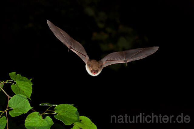 R5667 Fransenfledermaus im Flug, Natterer's Bat flying - Christoph Robiller