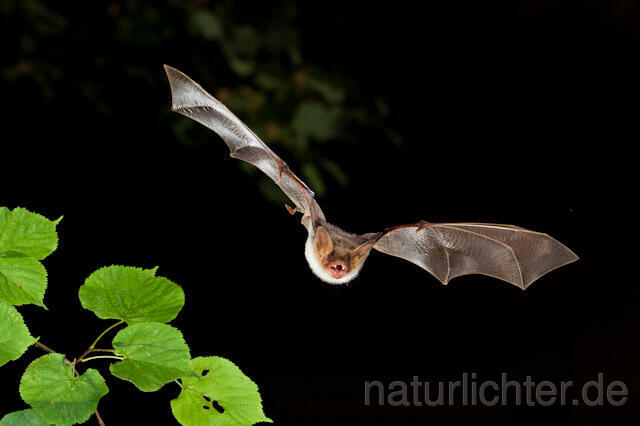 R5668 Großes Mausohr im Flug, Greater Mouse-eared Bat flying - Christoph Robiller