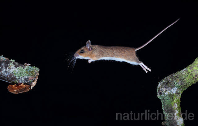 R5819 Gelbhalsmaus im Sprung, Yellow-necked Mouse jumping - Christoph Robiller