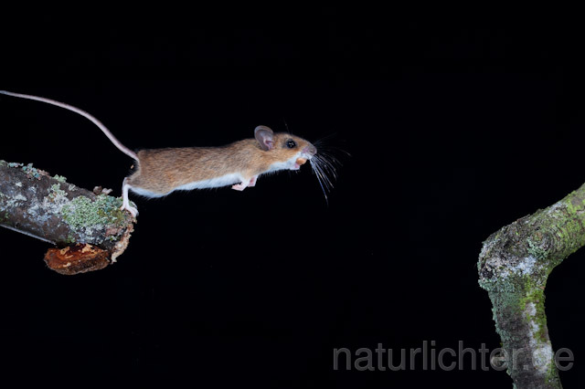 R5822 Gelbhalsmaus im Sprung, Yellow-necked Mouse jumping - Christoph Robiller