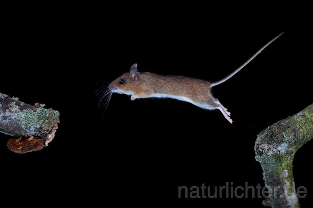 R5823 Gelbhalsmaus im Sprung, Yellow-necked Mouse jumping - Christoph Robiller