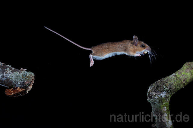 R5824 Gelbhalsmaus im Sprung, Yellow-necked Mouse jumping - Christoph Robiller