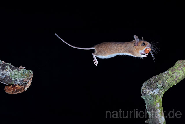 R5825 Gelbhalsmaus im Sprung, Yellow-necked Mouse jumping - Christoph Robiller