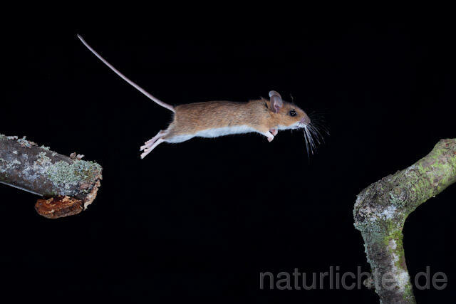 R5830 Gelbhalsmaus im Sprung, Yellow-necked Mouse jumping - Christoph Robiller