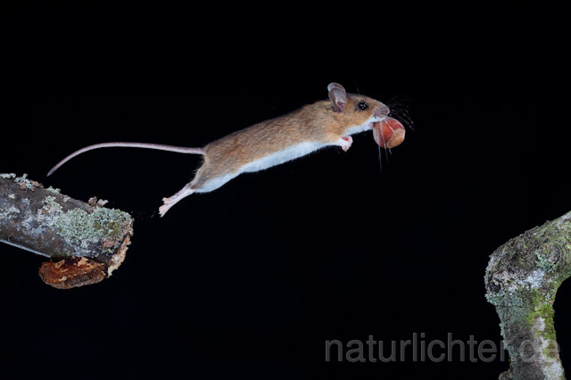 R5833 Gelbhalsmaus im Sprung, Yellow-necked Mouse jumping - Christoph Robiller