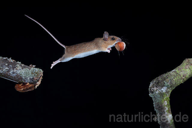 R5837 Gelbhalsmaus im Sprung, Yellow-necked Mouse jumping - Christoph Robiller