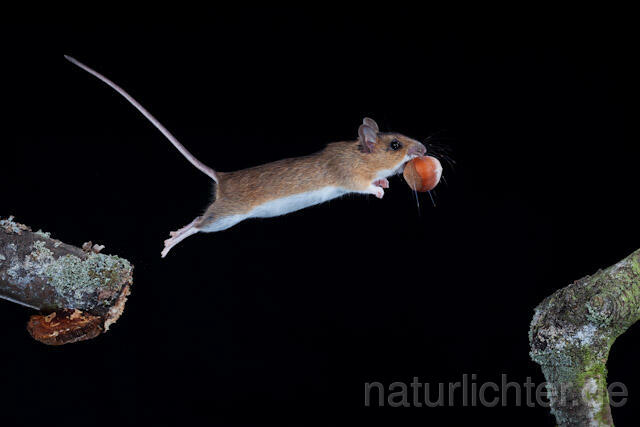 R5838 Gelbhalsmaus im Sprung, Yellow-necked Mouse jumping - Christoph Robiller