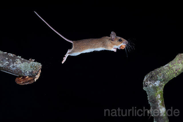 R5841 Gelbhalsmaus im Sprung, Yellow-necked Mouse jumping - Christoph Robiller
