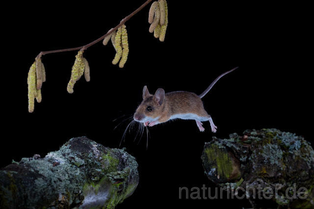 R5850 Gelbhalsmaus im Sprung, Yellow-necked Mouse jumping - Christoph Robiller