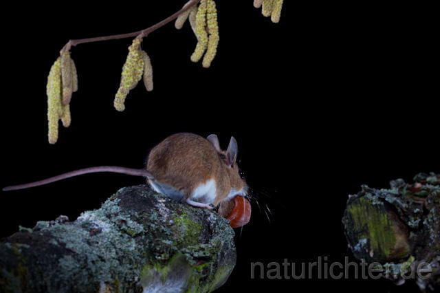 R5851 Gelbhalsmaus, Yellow-necked Mouse - Christoph Robiller