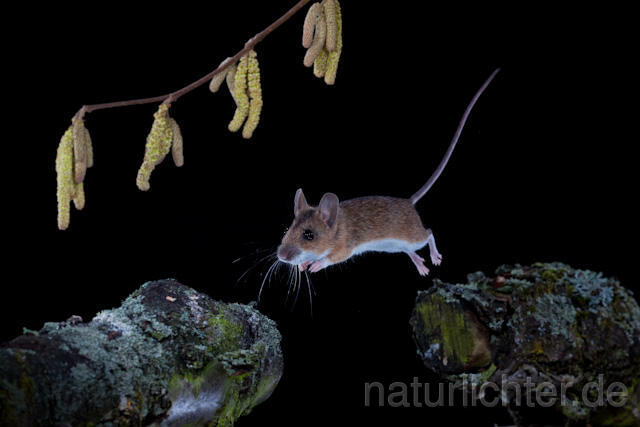 R5855 Gelbhalsmaus im Sprung, Yellow-necked Mouse jumping - Christoph Robiller
