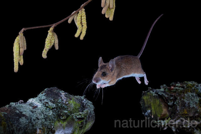 R5859 Gelbhalsmaus im Sprung, Yellow-necked Mouse jumping - Christoph Robiller