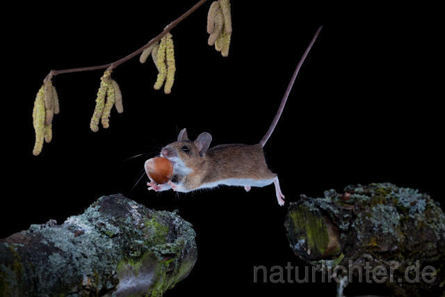 R5869 Gelbhalsmaus im Sprung, Yellow-necked Mouse jumping - Christoph Robiller