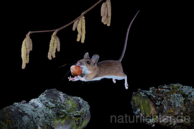 R5892 Gelbhalsmaus im Sprung, Yellow-necked Mouse jumping - Christoph Robiller