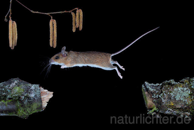 R5900 Gelbhalsmaus im Sprung, Yellow-necked Mouse jumping - Christoph Robiller